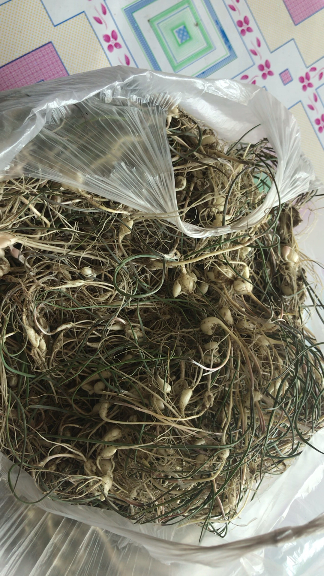 小根菜,刚在野地里挖的,好多哦!
