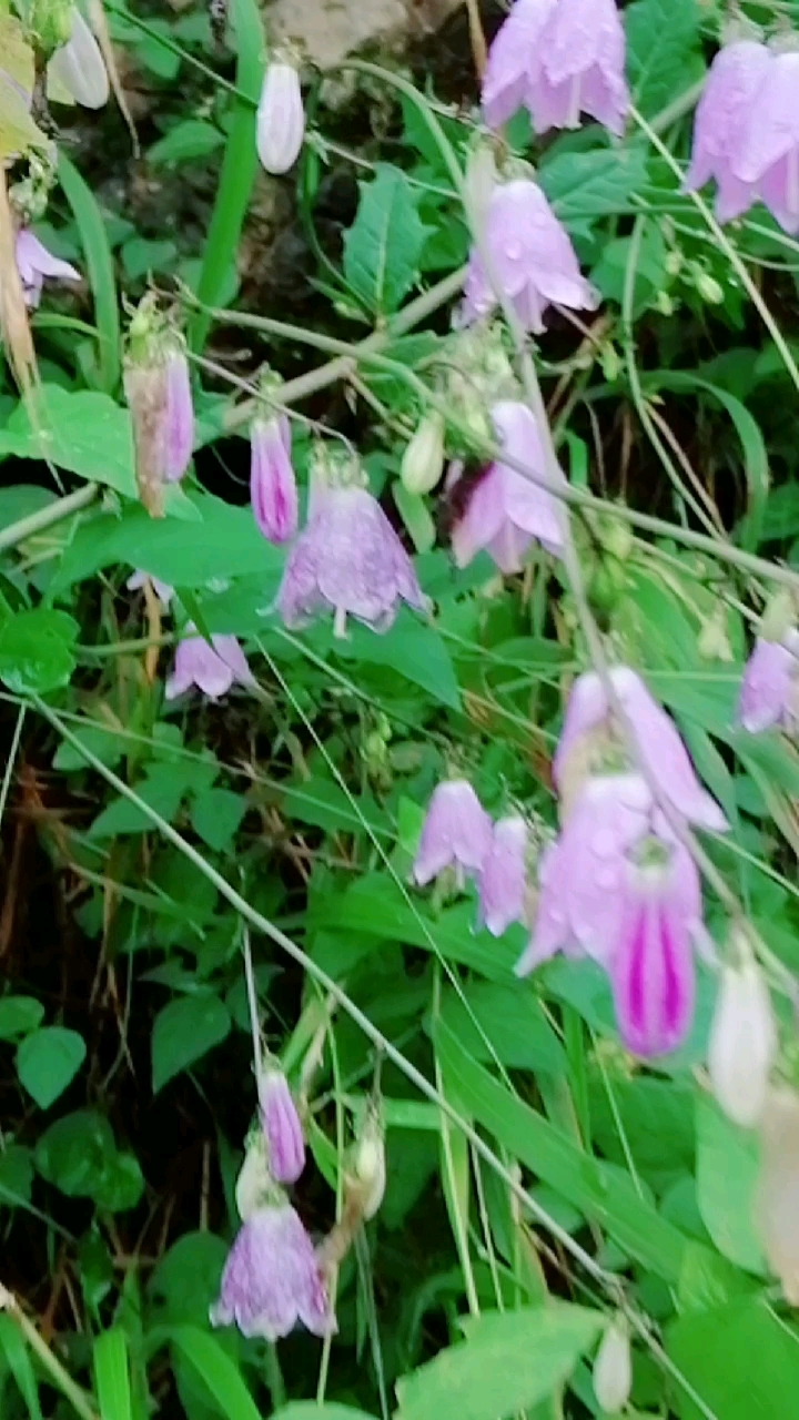 老师,您辛苦啦!#漂亮的泡参花