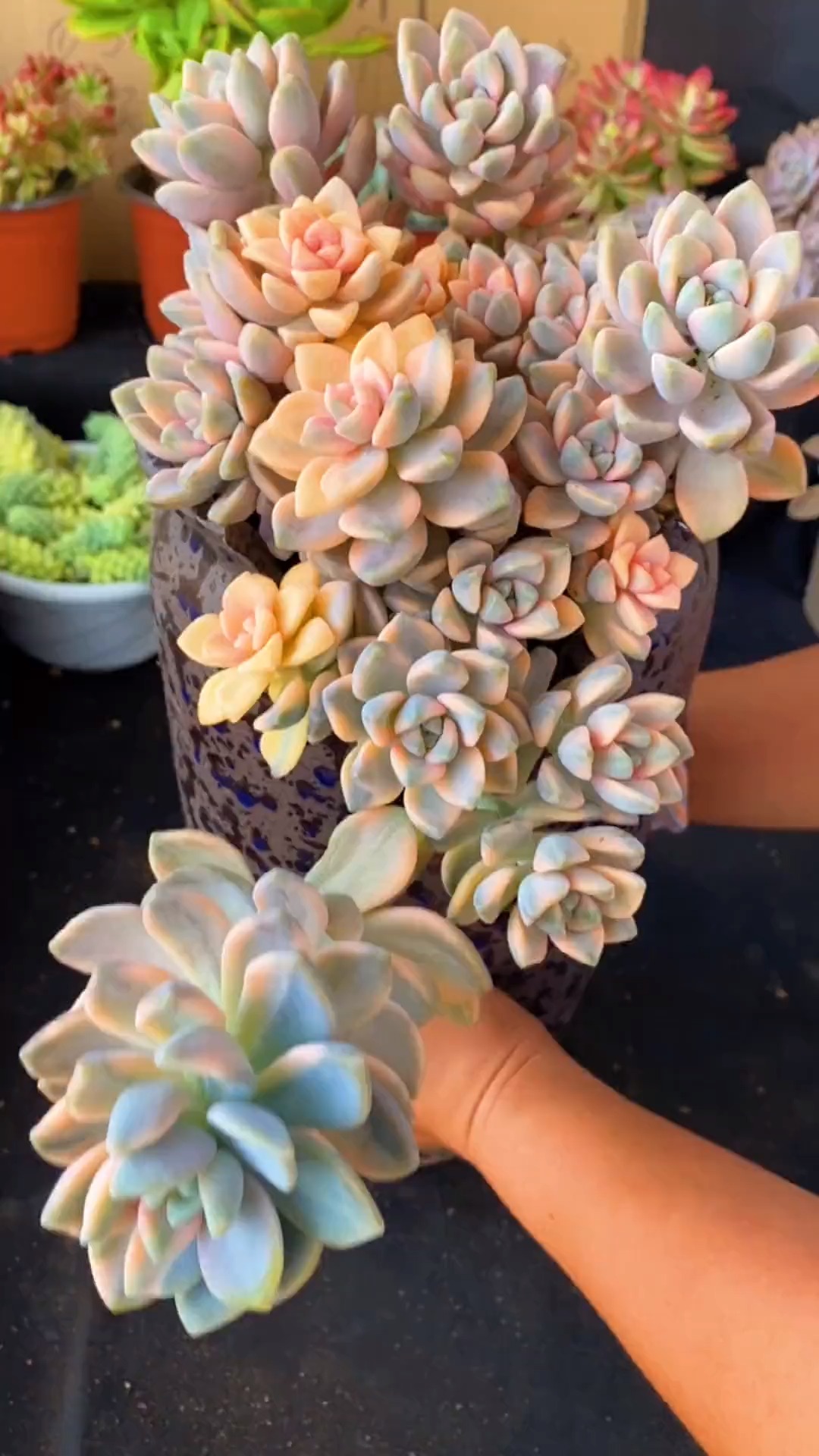 有一种可爱叫多肉!#美杏锦的颜值,永远都是那么美!