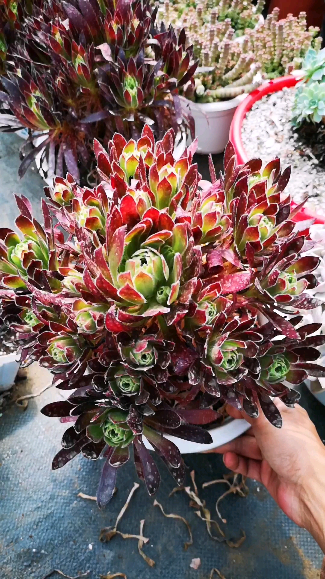 我的小花园#云南多肉植物 法师火凤凰