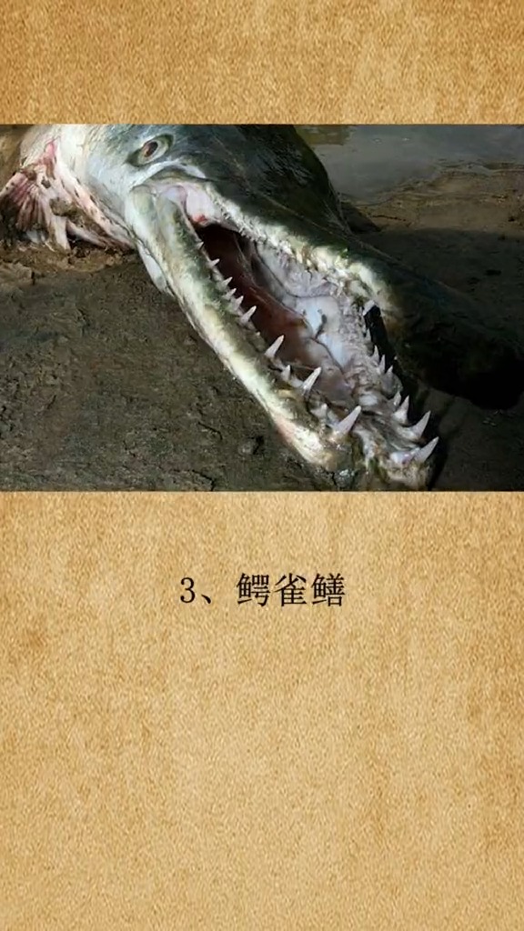 奇闻趣事抢先看#海底活化石,你知道哪些呢?