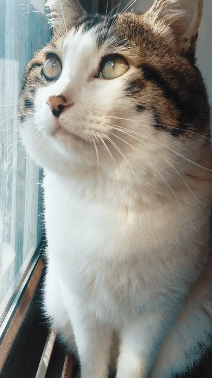 大脸猫