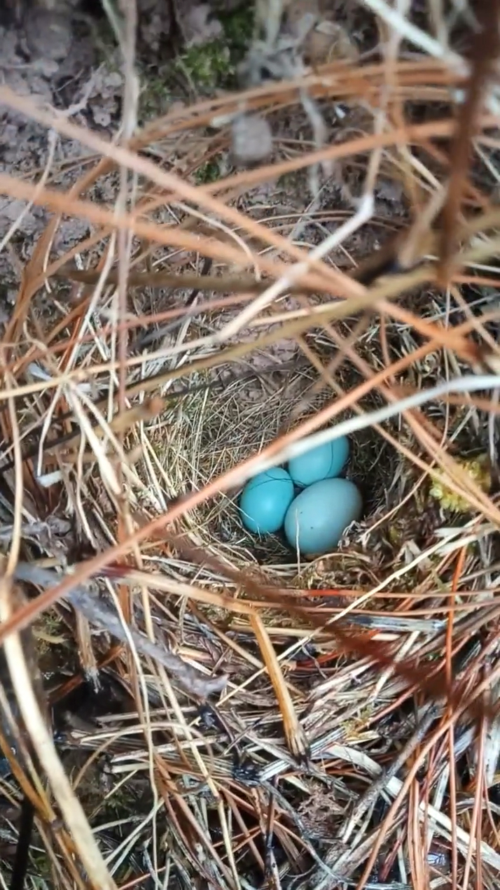 杜鹃鸟寄生,把蛋下在别人的窝里