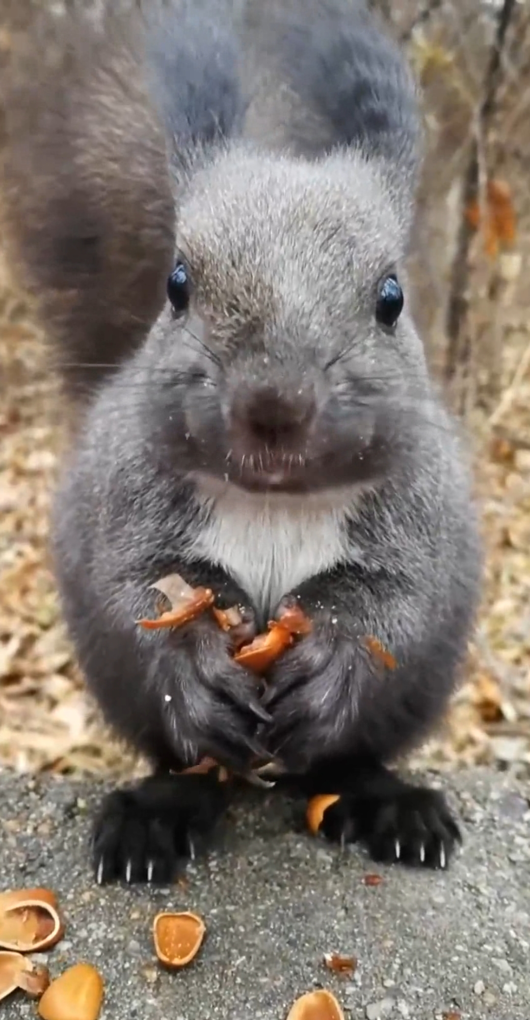 小松鼠吃松子这小动作真的太可爱了快来一起瞧瞧吧