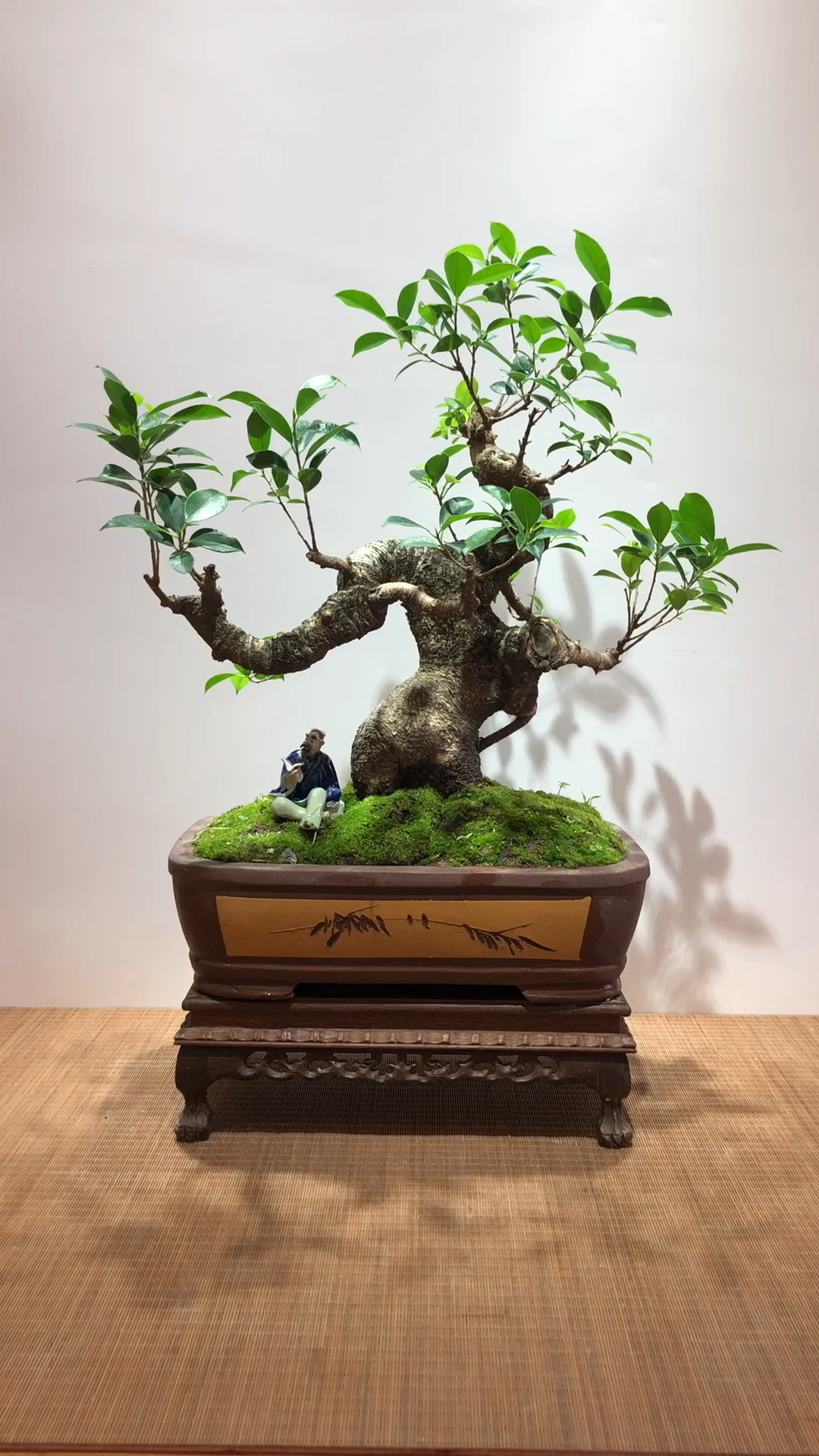 老桩台湾榕.稳重大气,苍劲古朴典雅
