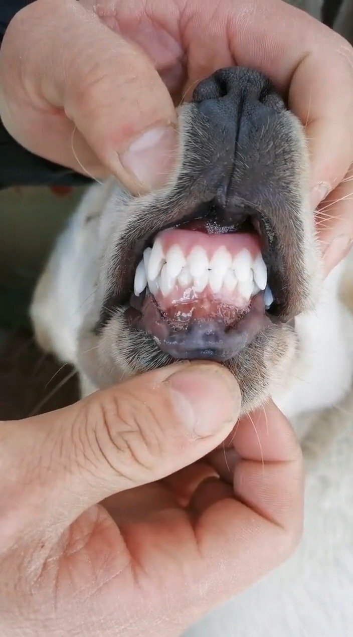 搞笑视频#狗子的牙为啥这样白