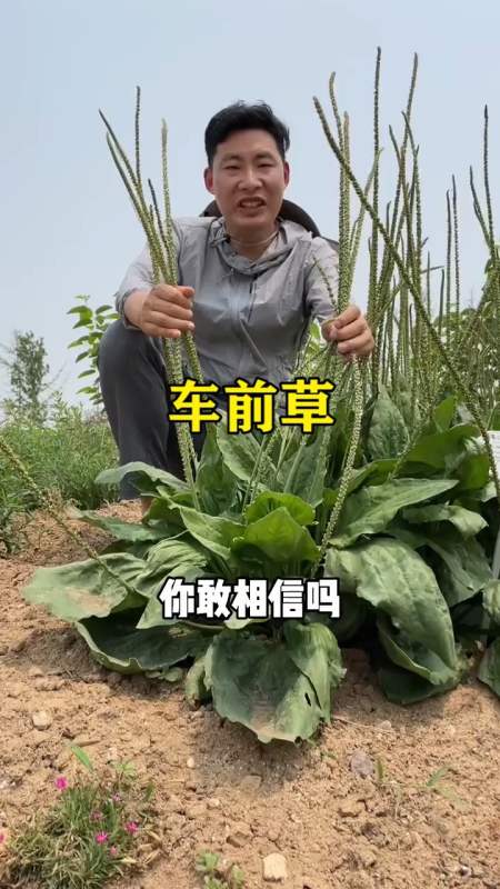 为农民点赞#谁见过这么大的车前草?