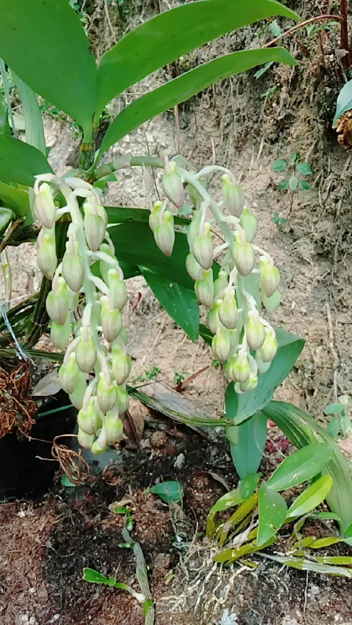 含苞待放的球花石斛