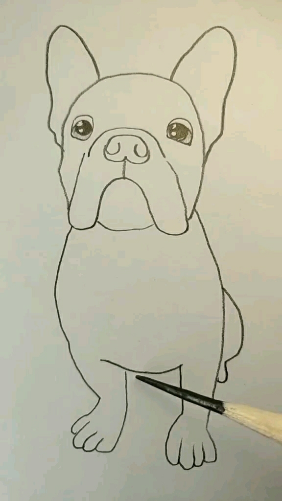 斗牛犬 超级简单 快点一起来画啊!-度小视