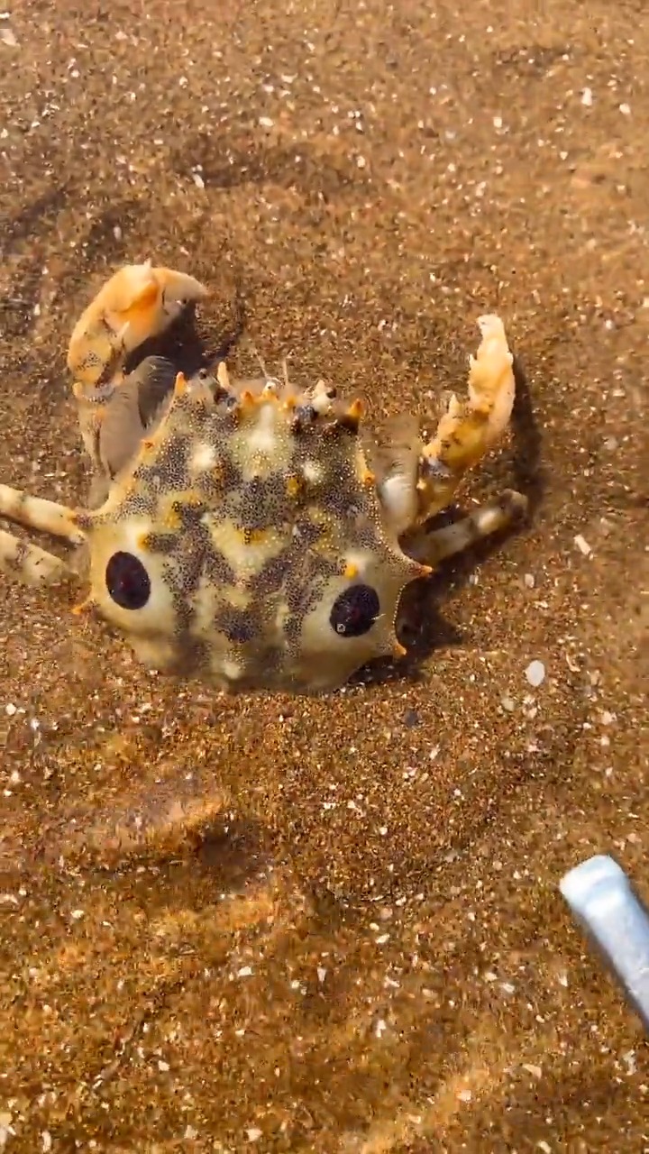 在网子下面找到一只紫盖螃蟹,赶海好有趣