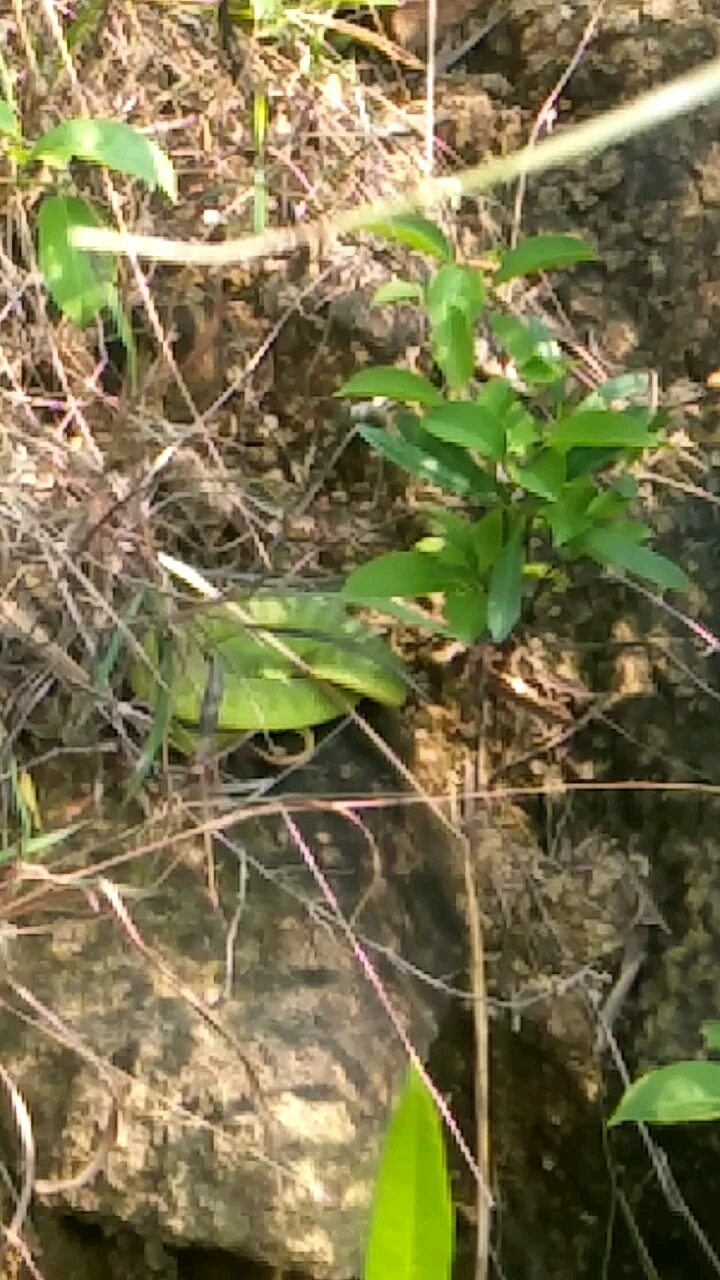 青竹标全身毒,好吓人