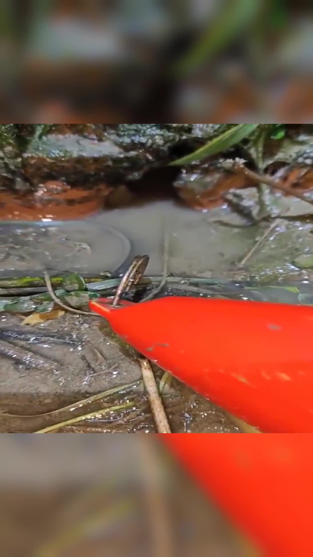 山東小夥在野外發現黃鱔洞,用一個魚鉤成功釣上大黃鱔