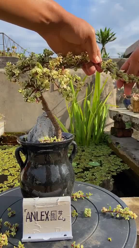 雅乐之舞要不断的修剪和塑形,个月修剪一次,现在还是半成品