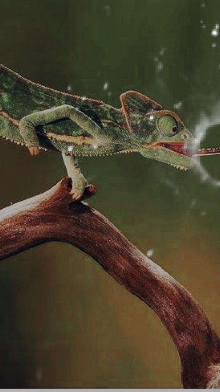 自然与生存#捕食(蜥蜴篇)