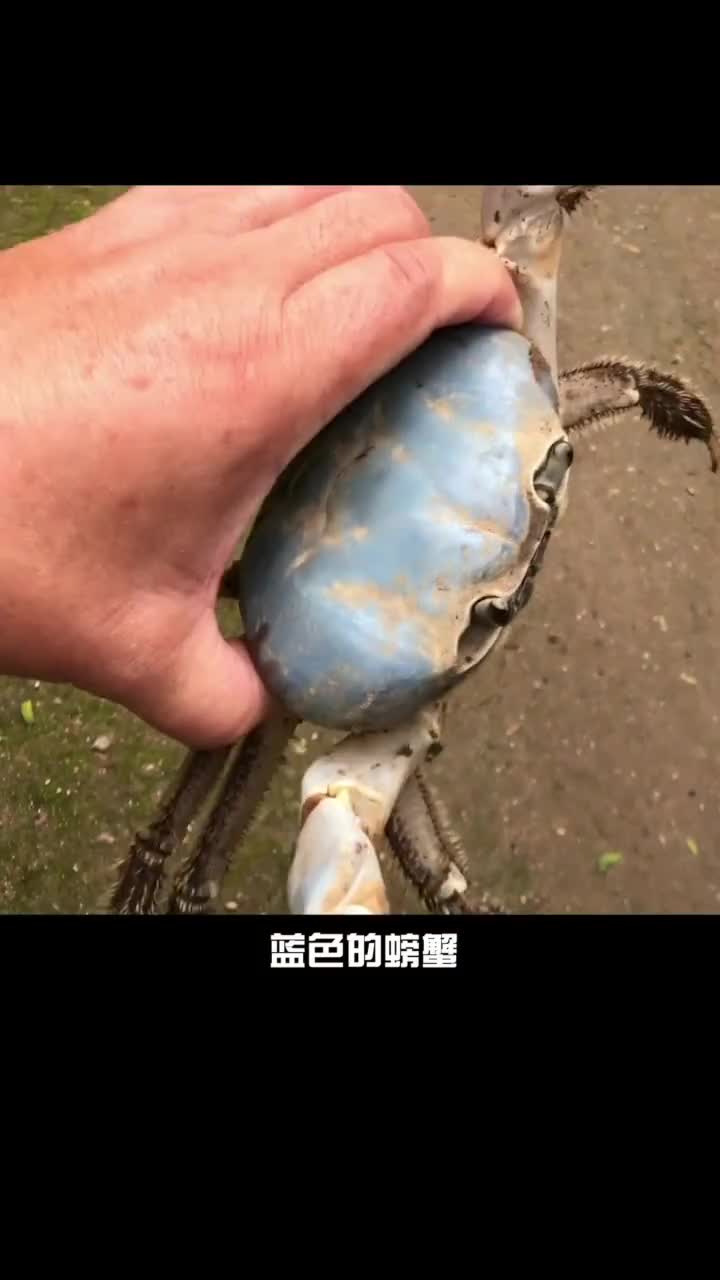 蓝蟹和红蟹图片