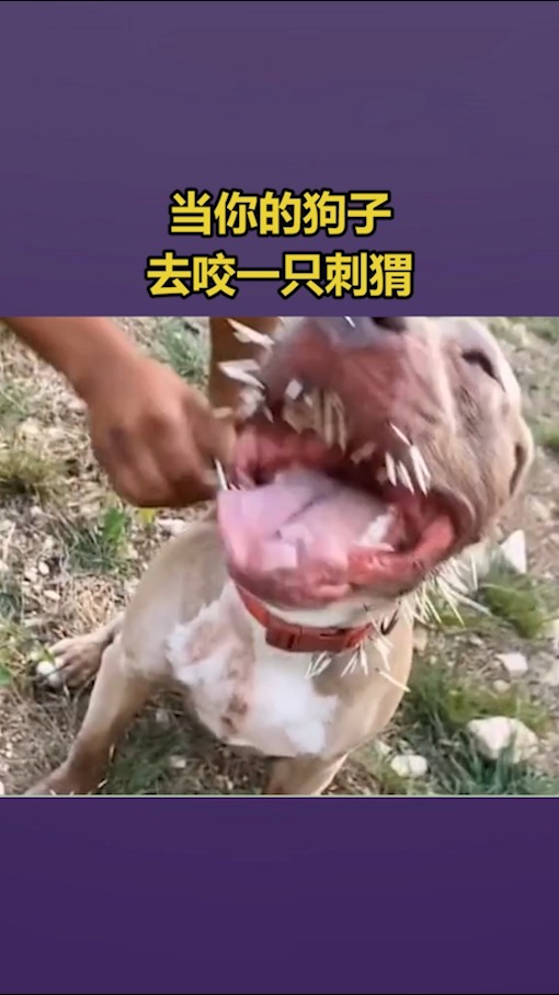 我搞笑你开心#当你的狗子去咬一只刺猬