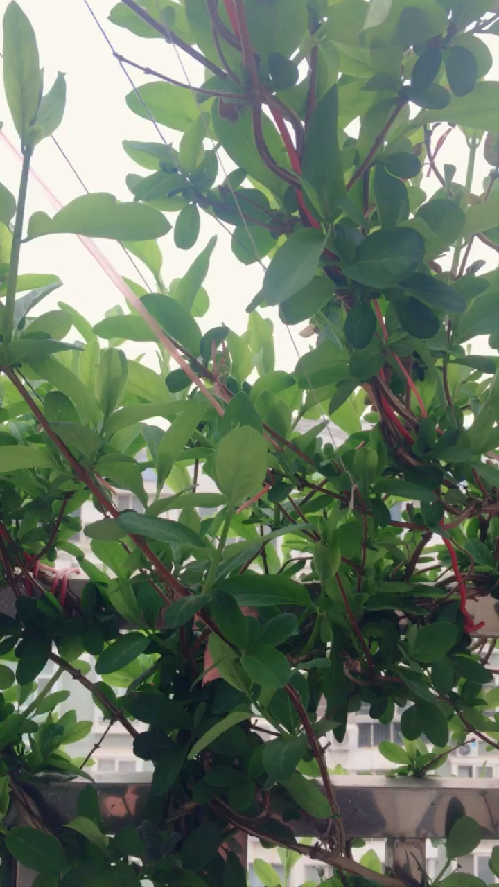 枝繁叶茂的金银花