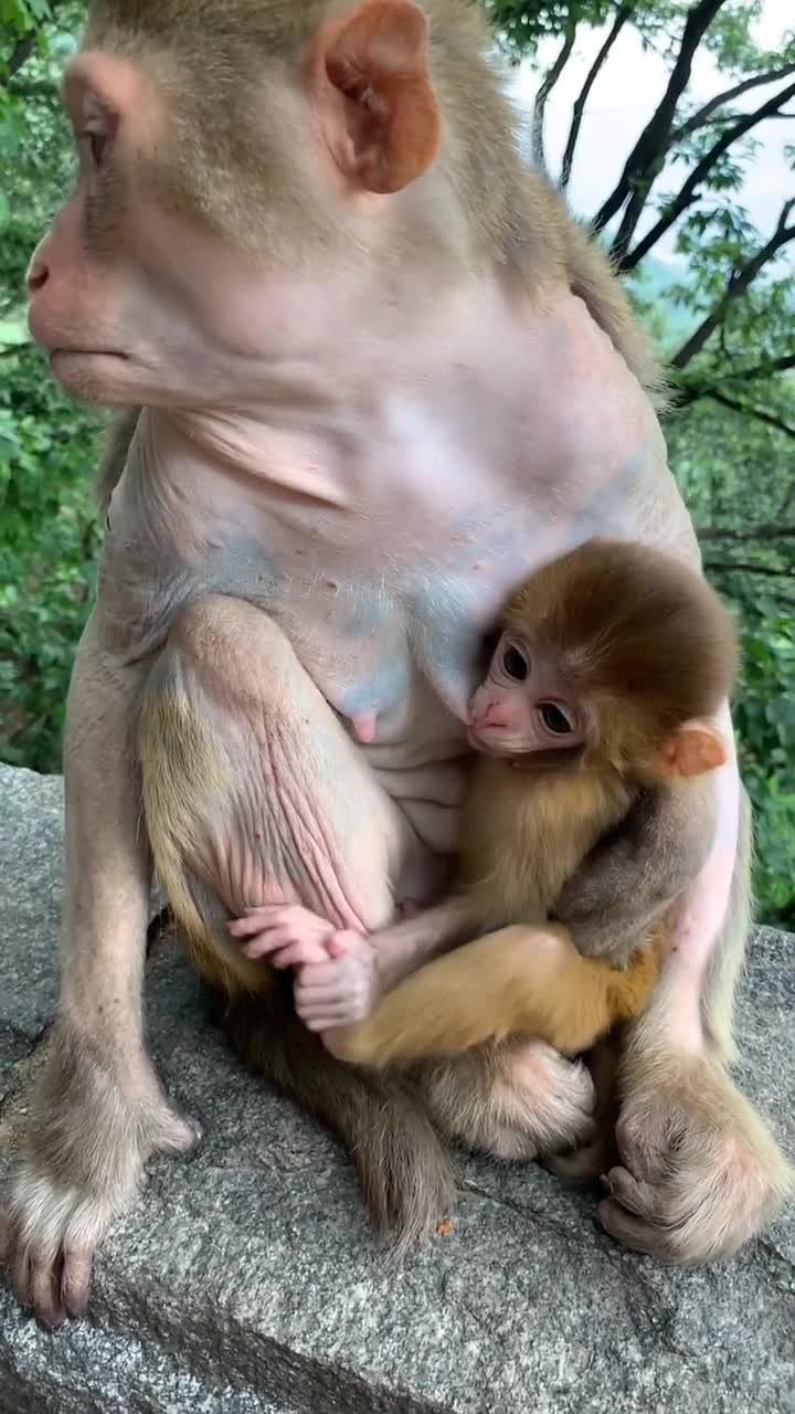 小猴子在猴妈妈怀里的时候太可爱了,结局萌化了!