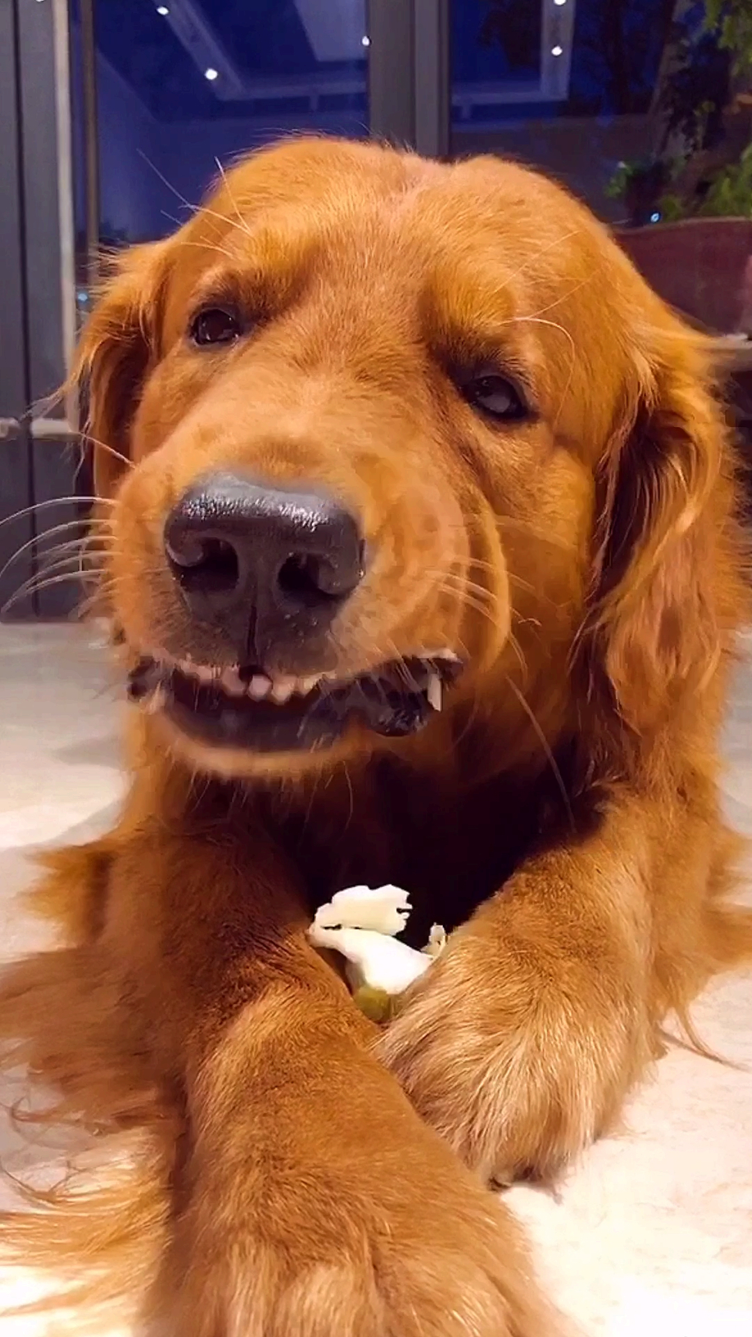 搞笑萌宠#狗在那吃屎你千万不要去拦它,不然它会以为你在跟它抢