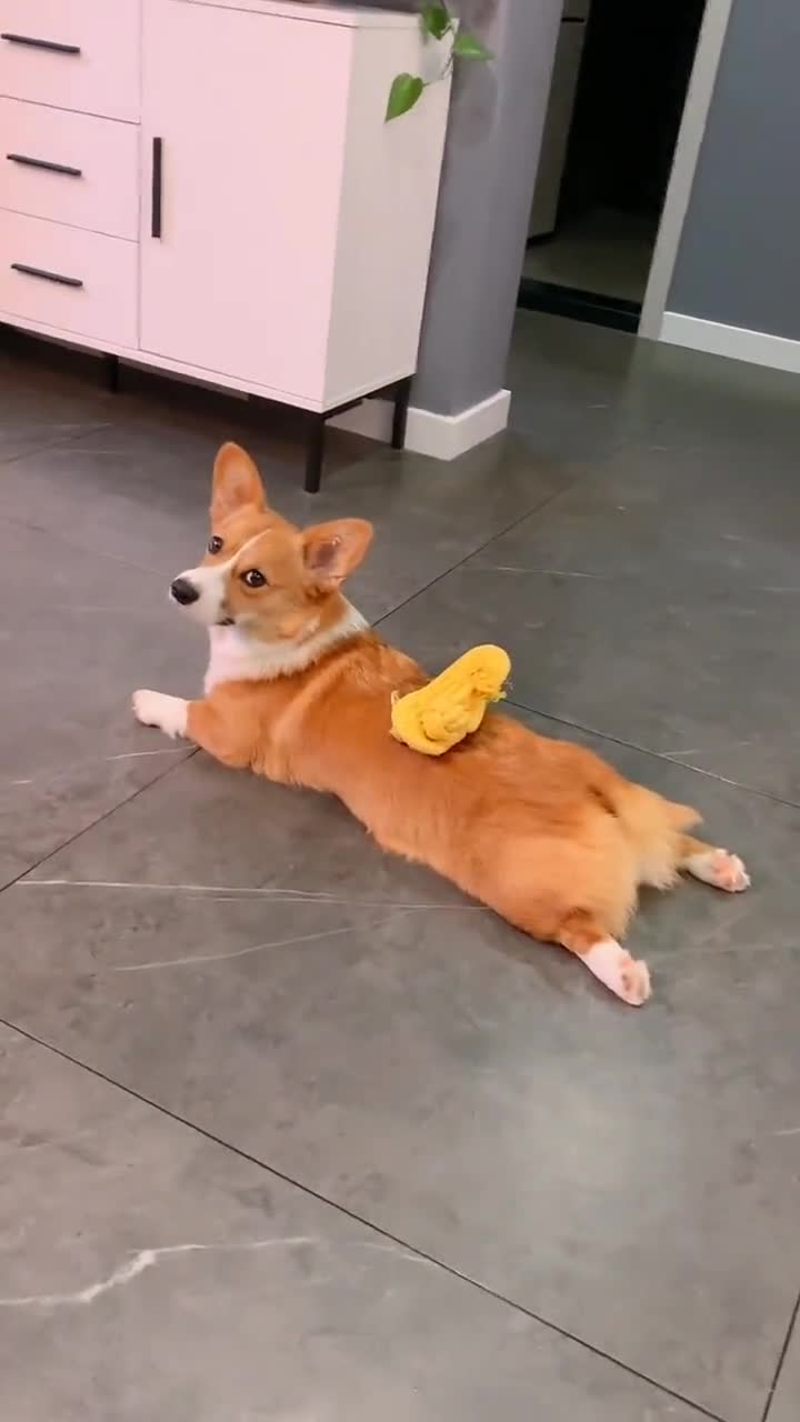 大早上碰到狗狗这样趴着,肯定是有什么问题,果然是有情况!