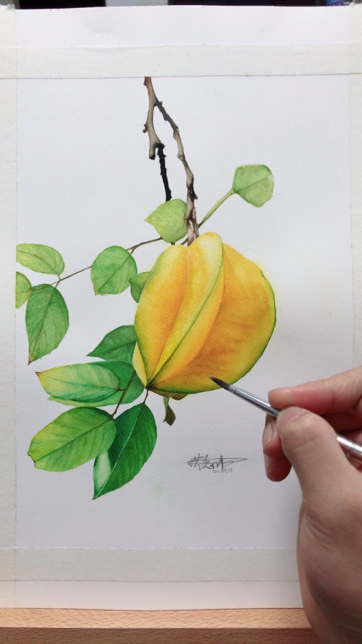 水彩画  杨桃  看着有没有想咬一口的冲动 哈哈哈