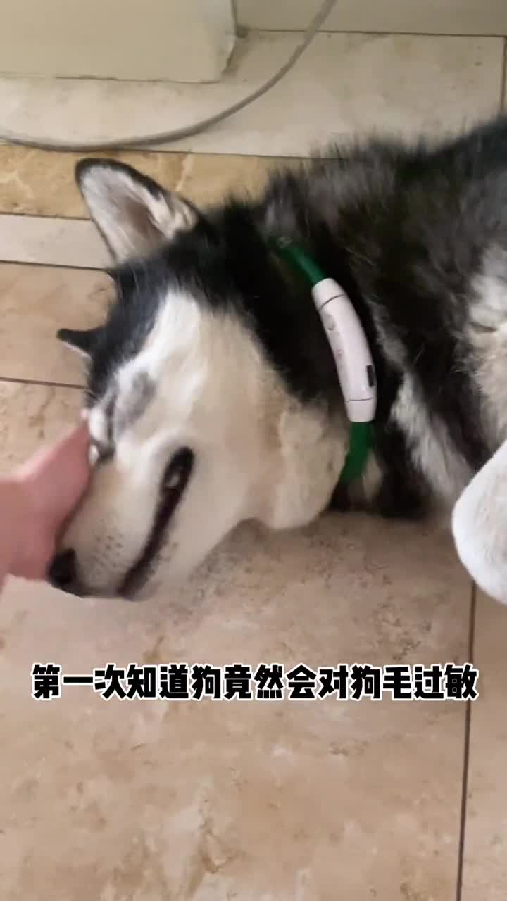 天呐狗狗竟然也会对狗毛过敏