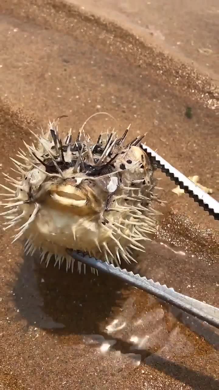 全身都是刺,第一次见这种鱼,一脚踩上去就完了