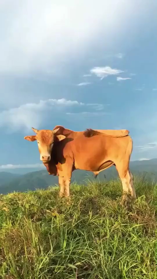 牛与自然完美结合出唯美风景