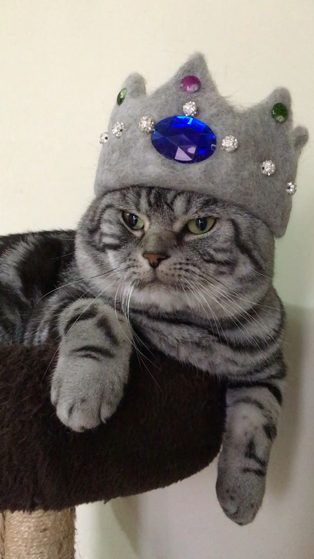 优秀如我#戴上猫毛做的皇冠,有没有君临天下威风凛凛的感觉