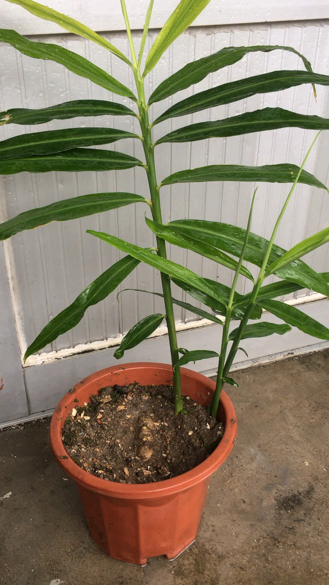 你好,夏天#盆栽生姜