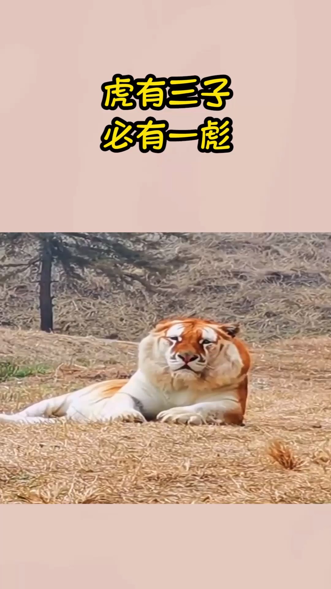 我要上热门#全球数量极微老虎变种,虎生三子必有一彪 一彪战三虎