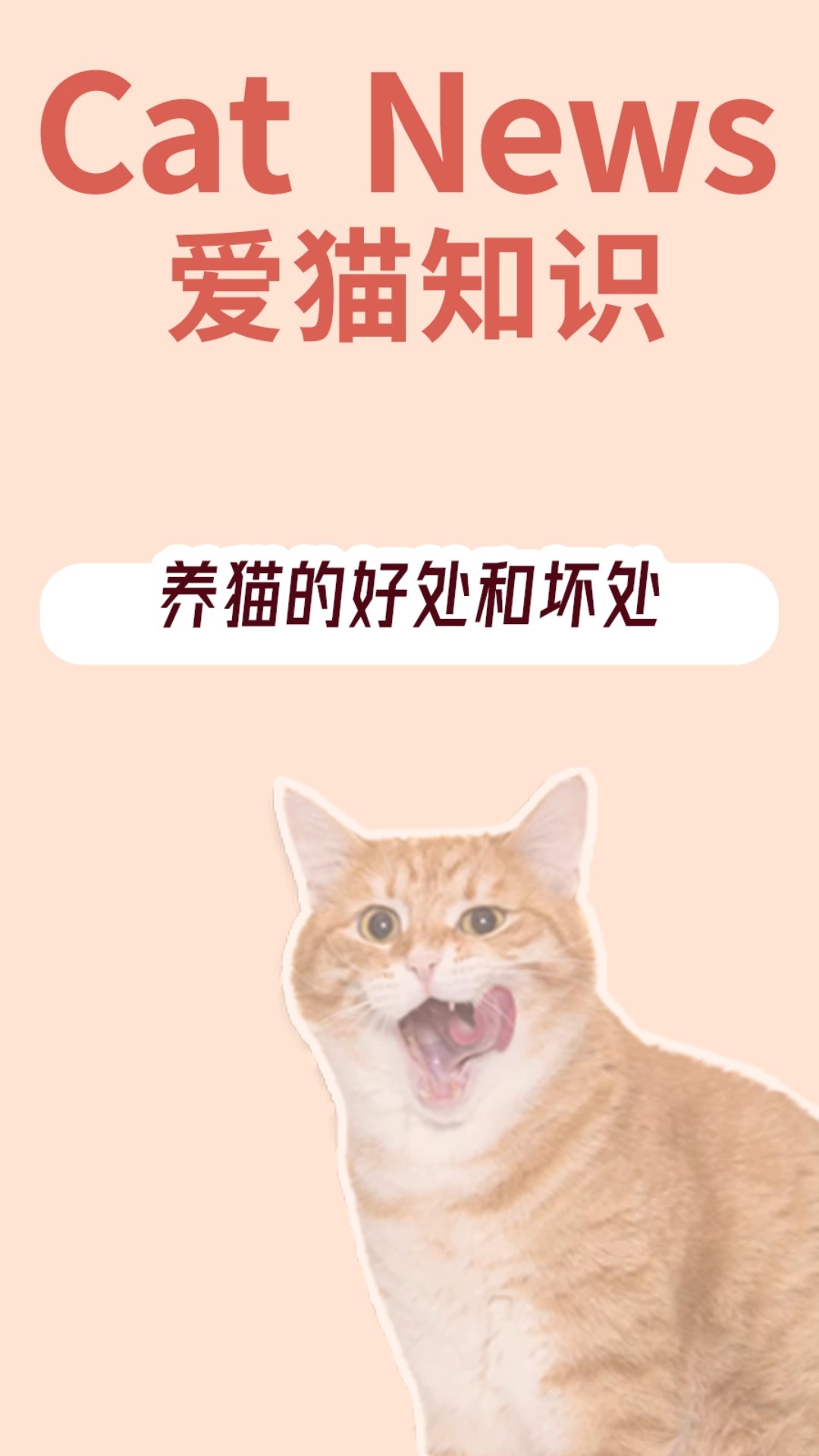 家养猫咪养猫的好处和坏处