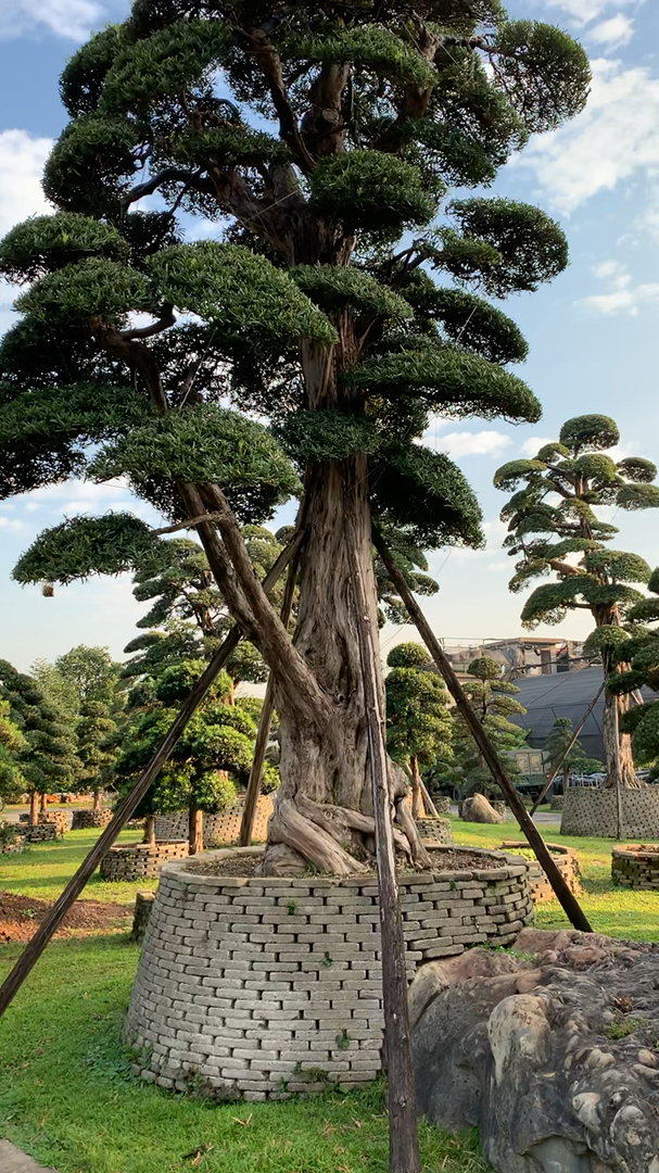 2百万一棵 日本原生罗汉松 别墅 庭院的首选