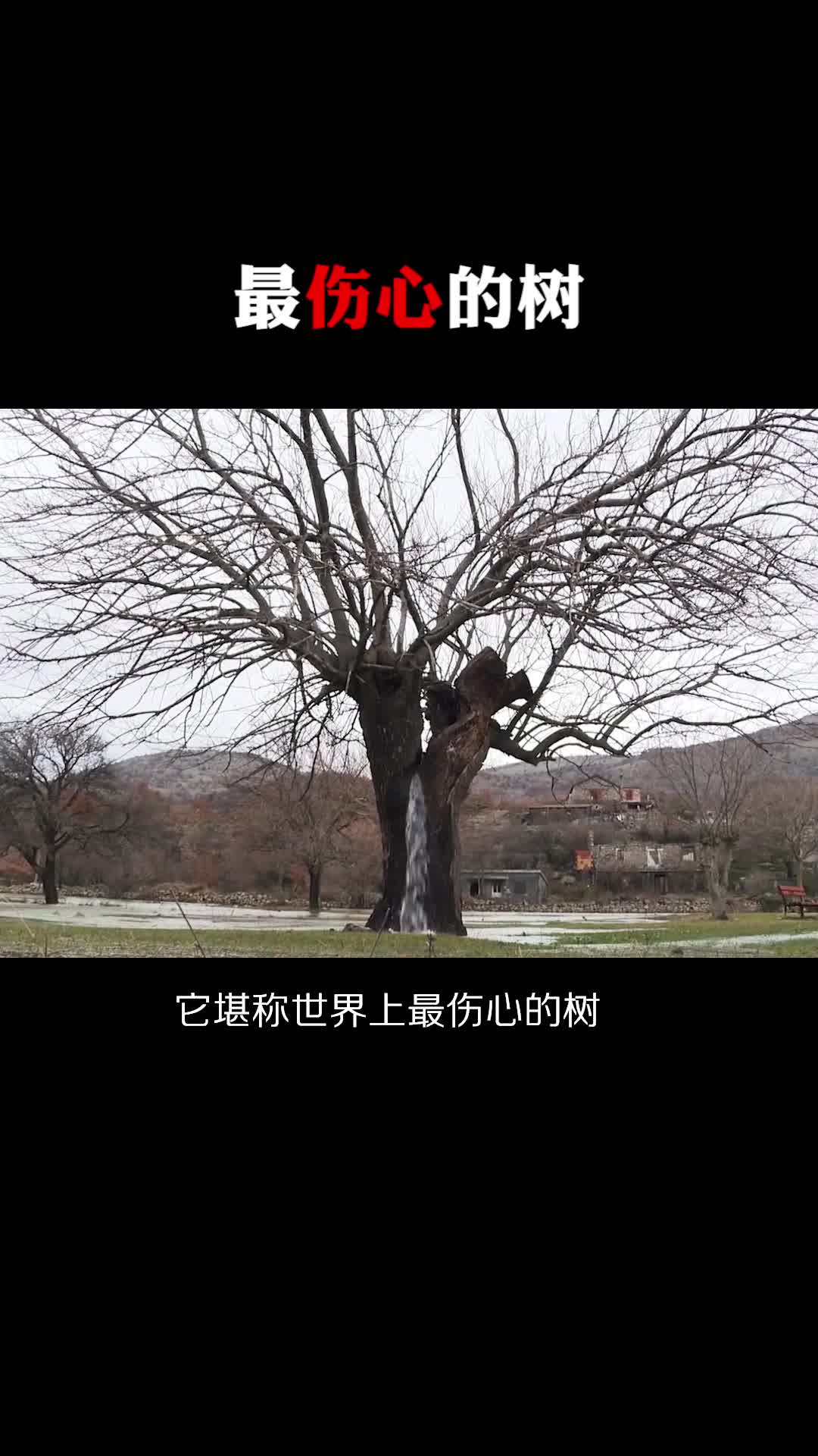 每天一点冷知识#最伤心的树
