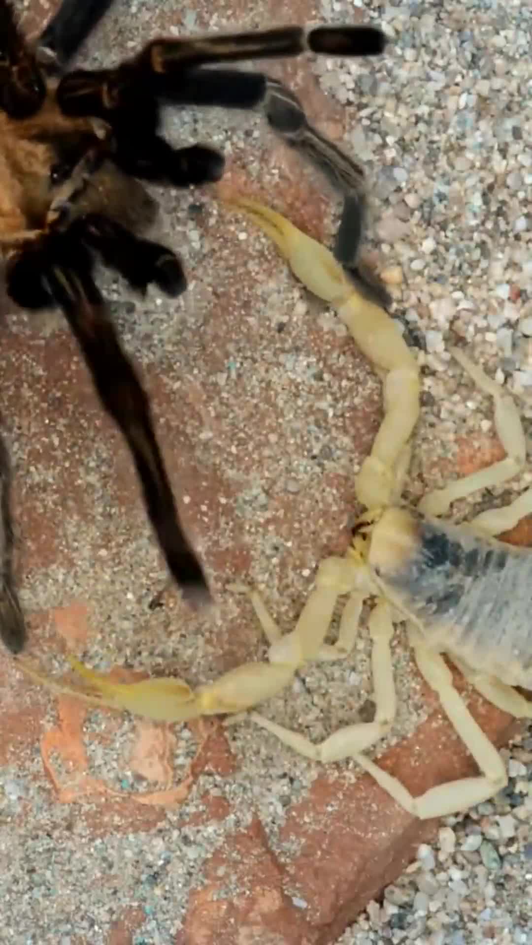 鞭蛛vs蝎子图片