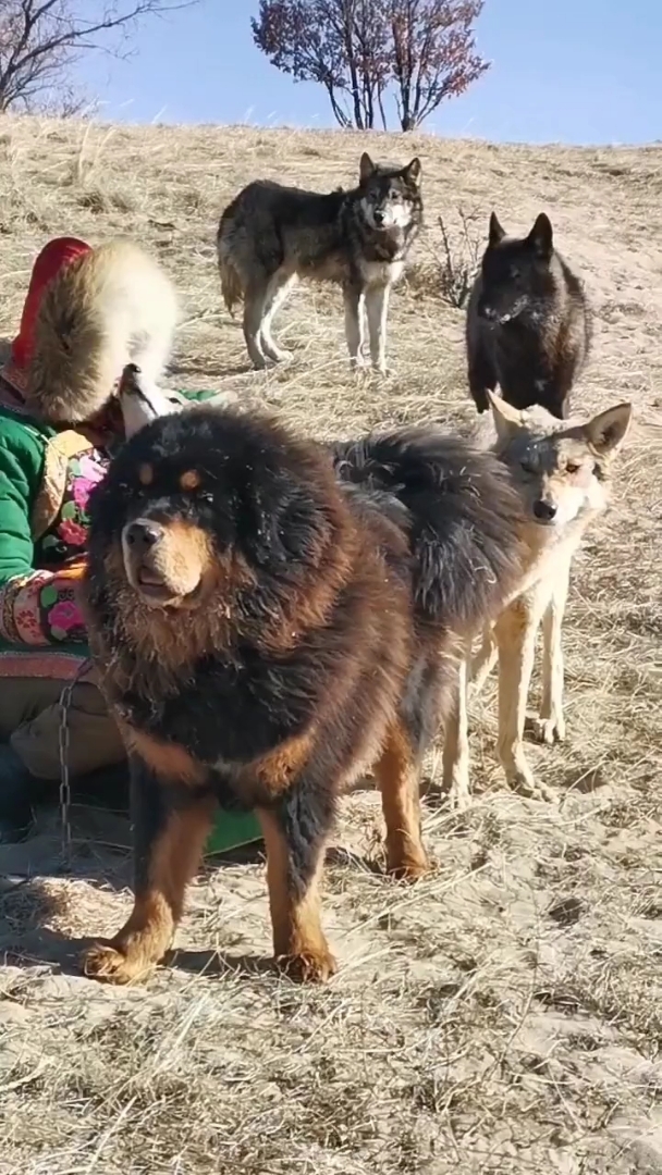 藏獒与狼