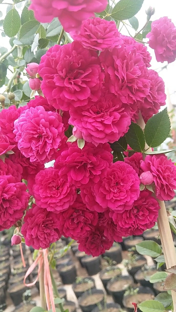 红罗莎莉红蔷薇