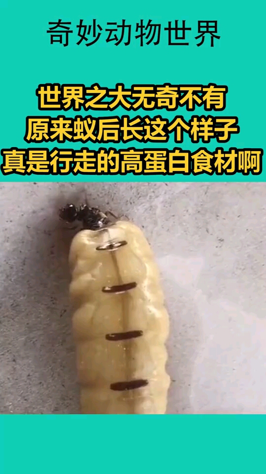 蚁后肚子变大过程图片