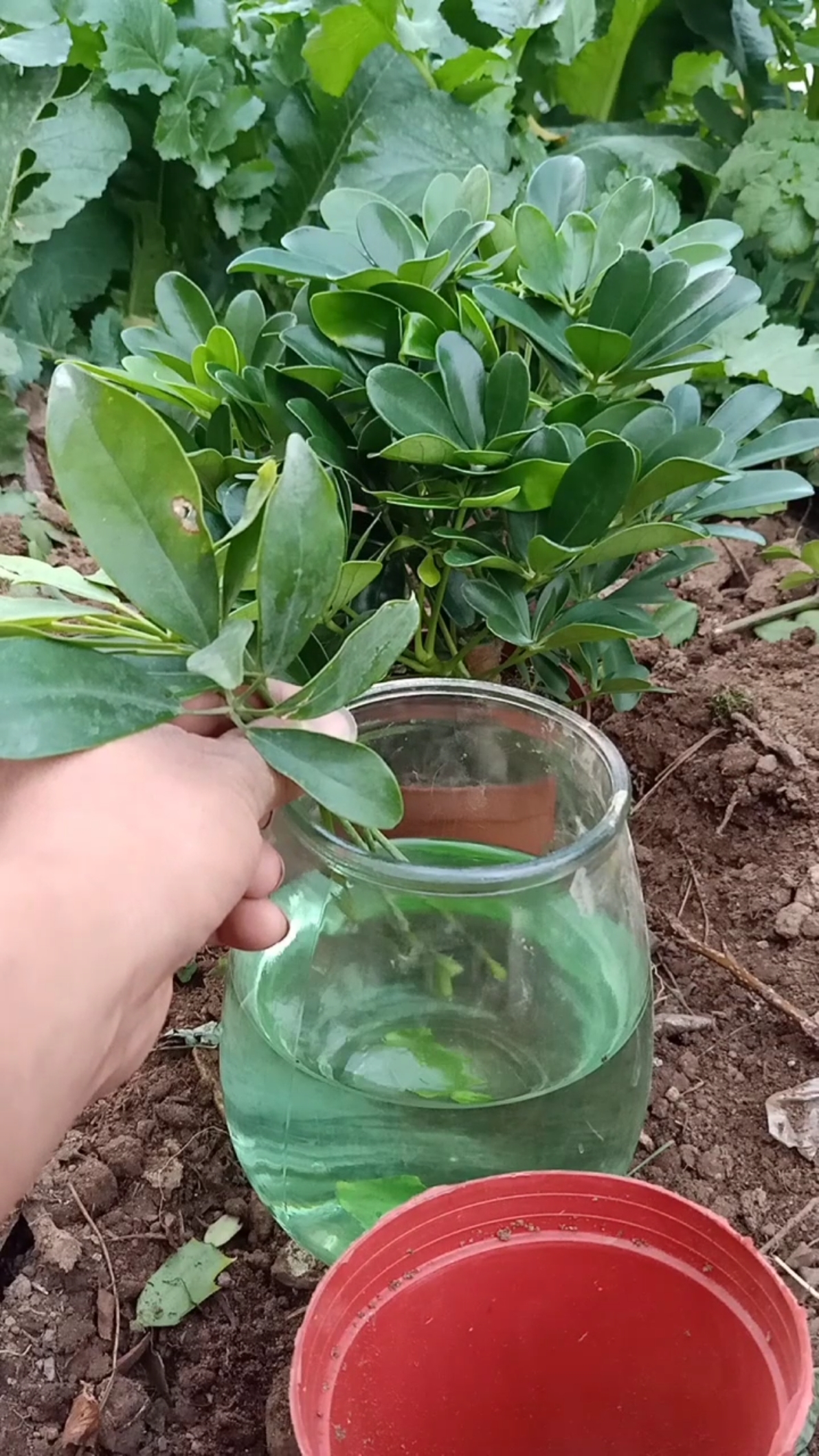 扦插技术#扦插鸭掌木最新技术,成活率百分之百