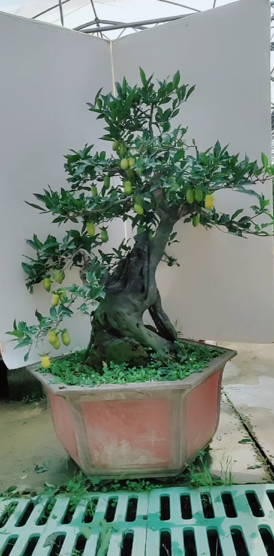 花生果金弹子盆景