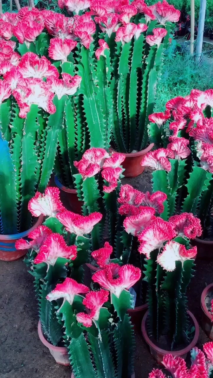 彩麒麟的养植方法