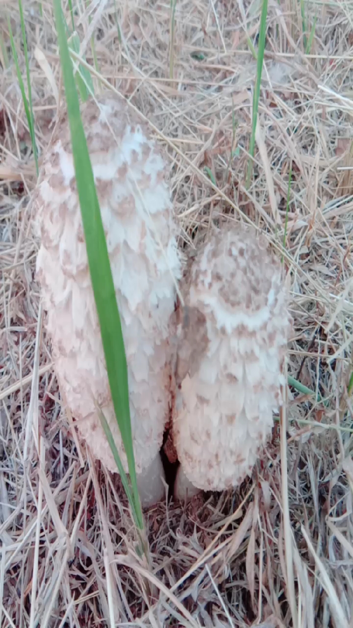 餐桌上的美味——野生刺蘑菇.
