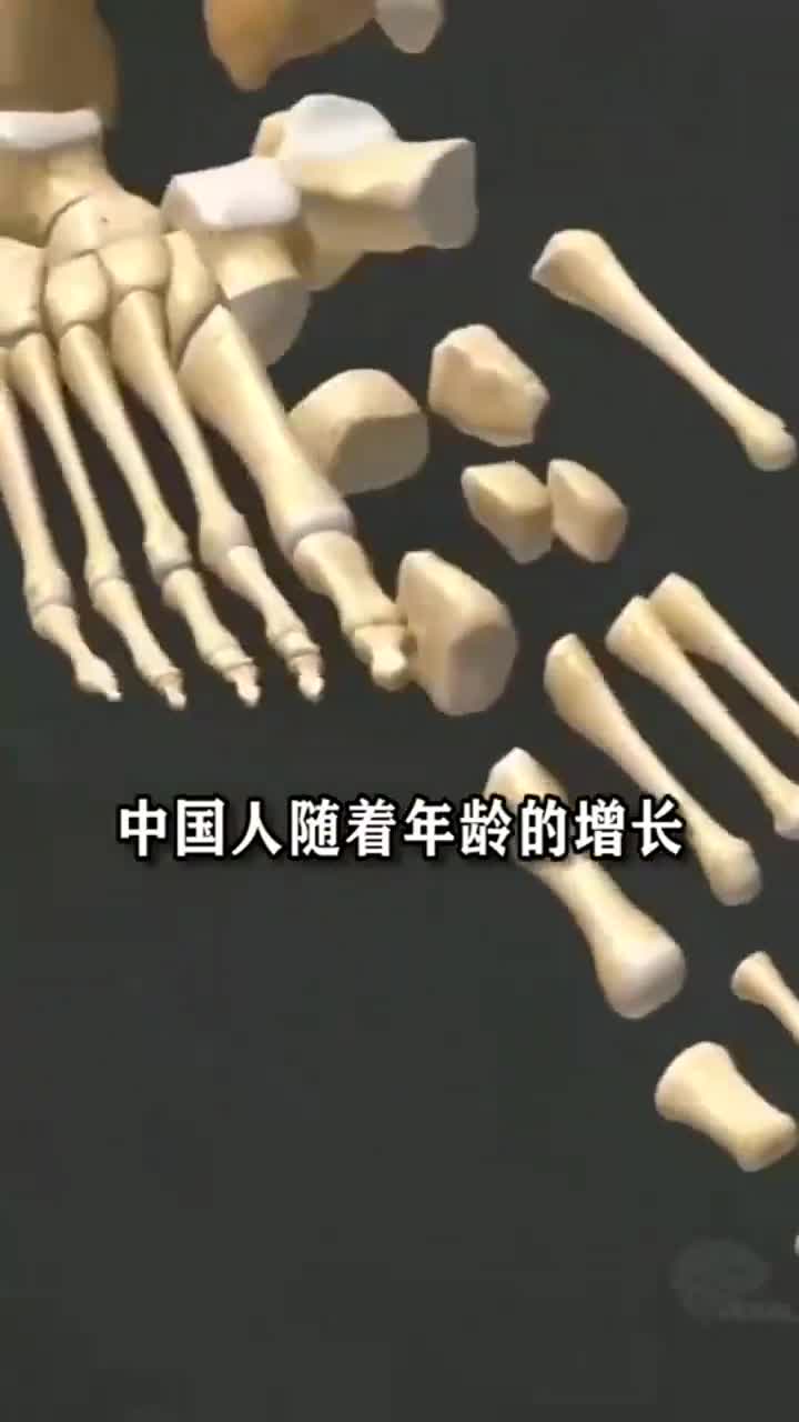 中国人204块骨头图片
