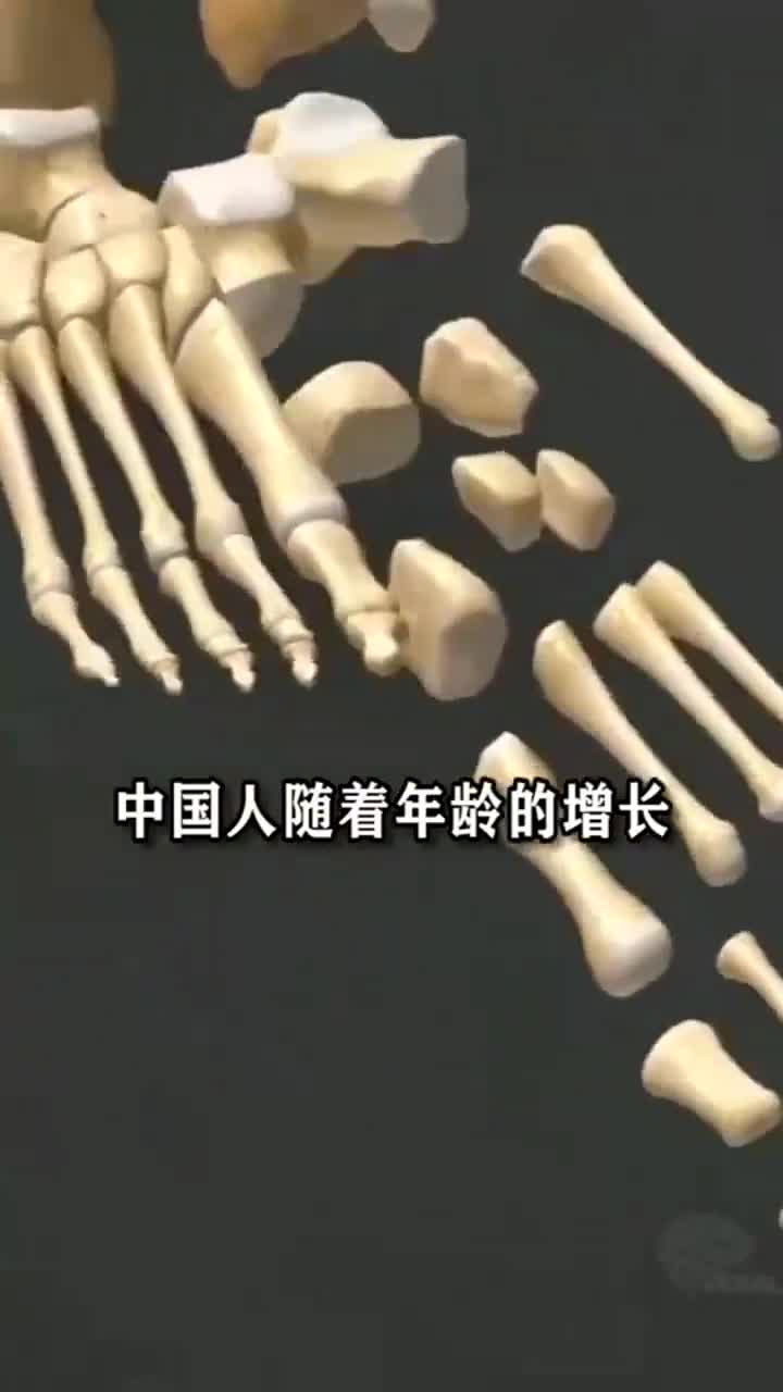 204块骨头图片