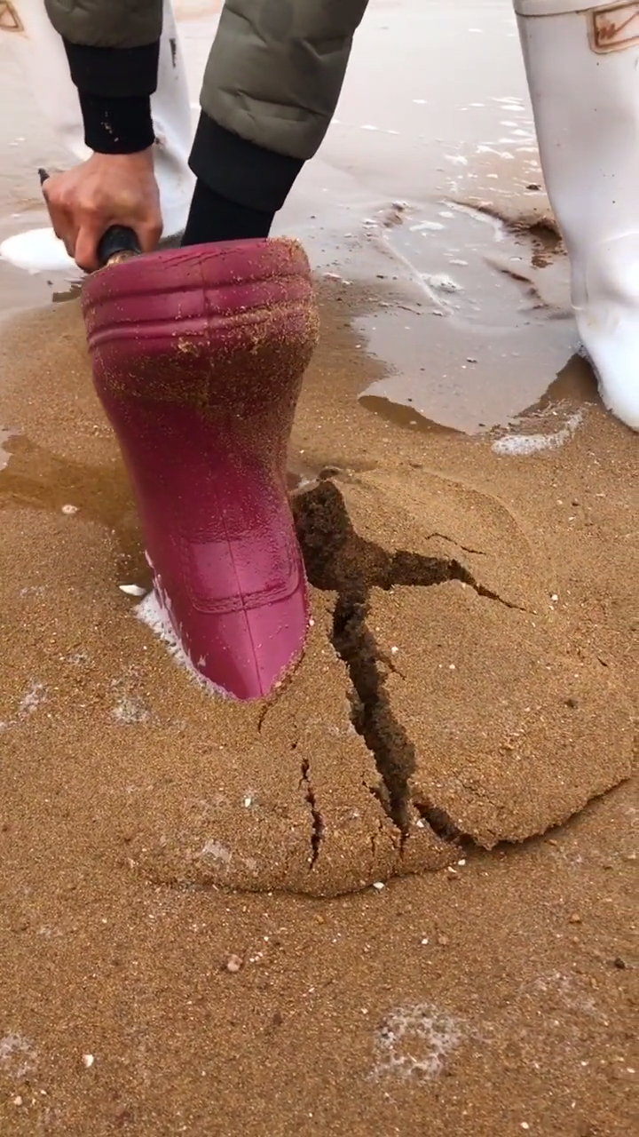 雨靴里意外发现,八爪鱼