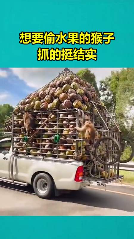 我要上热门#想要偷水果的猴子,抓的挺结实!