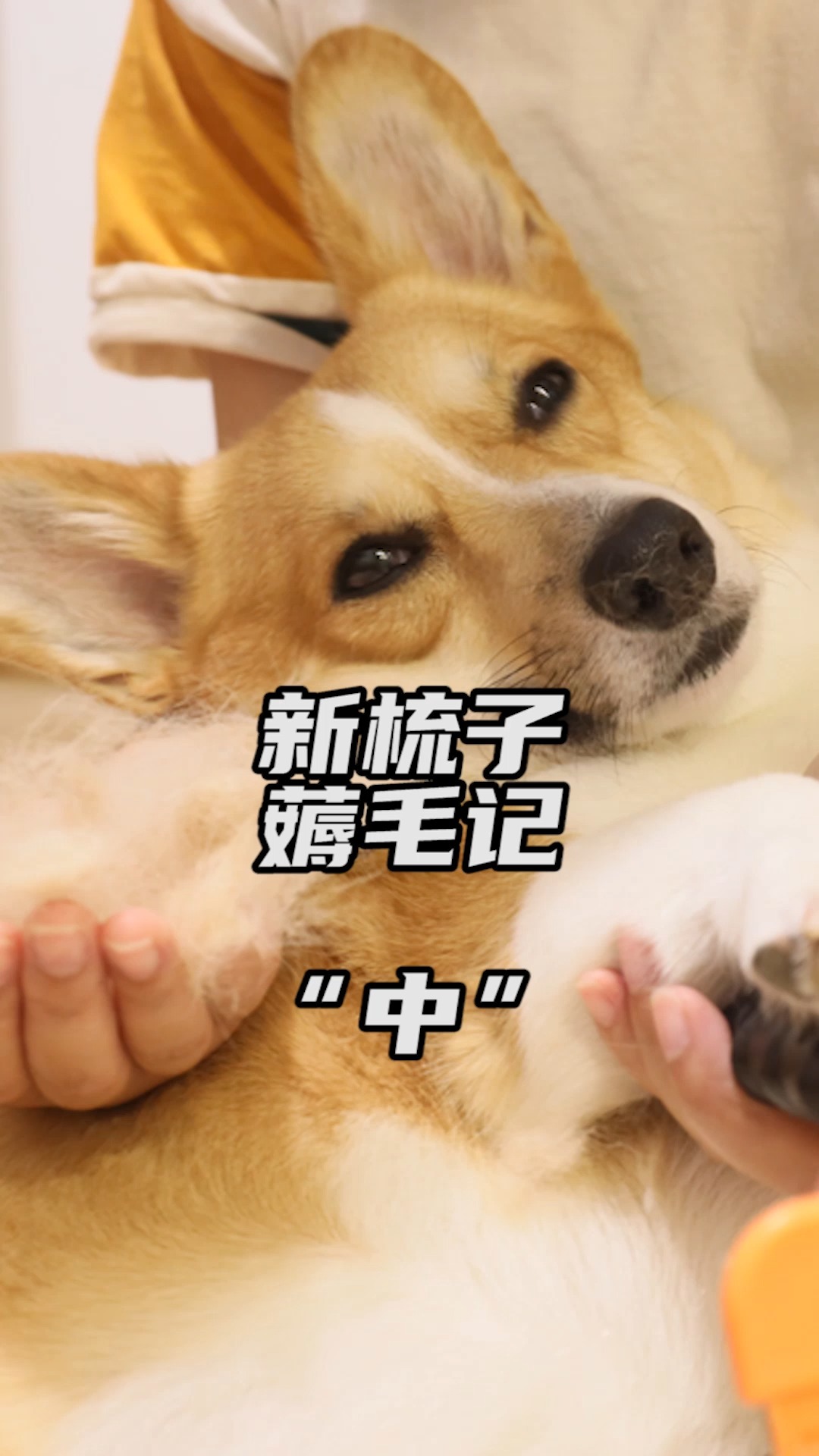 每日萌宠#狂薅狗狗毛,会发生什么?狗:我生气了!