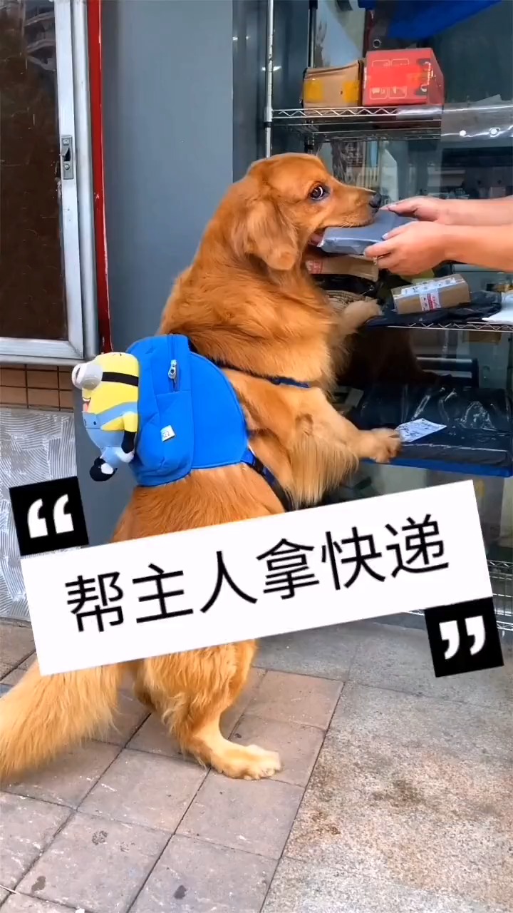 我家萌宠成精了狗狗帮主人拿快递