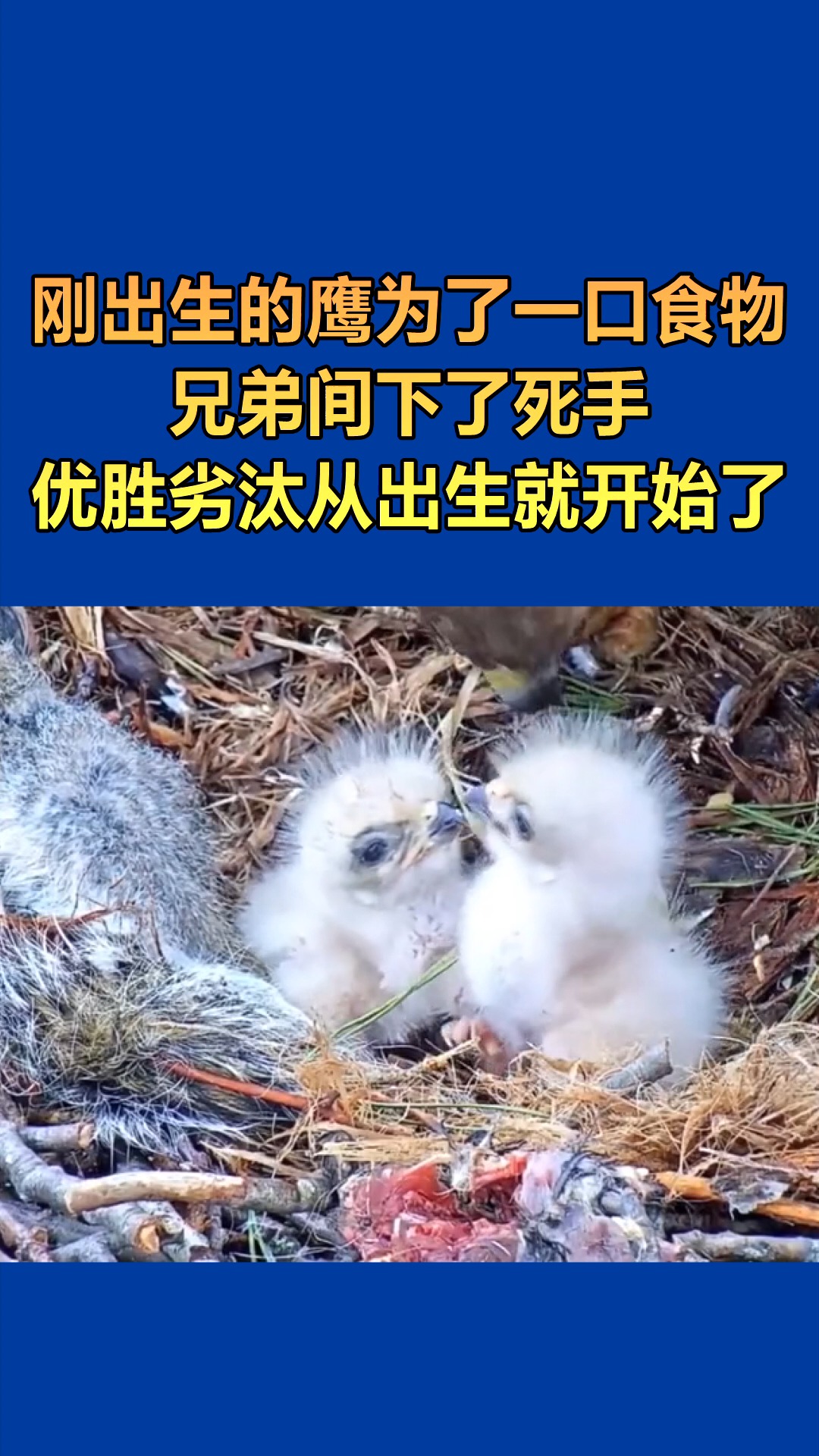 我要上热门#刚出生的鹰为了一口食物,手足间搏斗,优胜劣汰从出生就