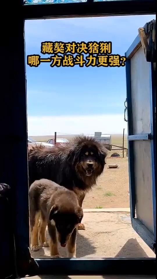 藏獒对决猞猁哪一方战斗力更强